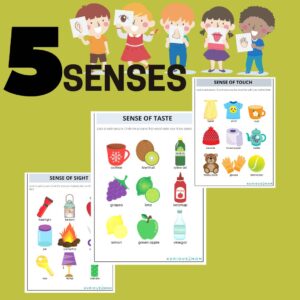 Sense Organs Worksheet: Circle the Correct Object